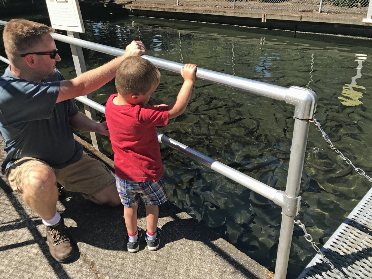 Fish hatchery Oregon - Willamette Fish Hatchery in Oakridge, near Eugene - visit with your kids