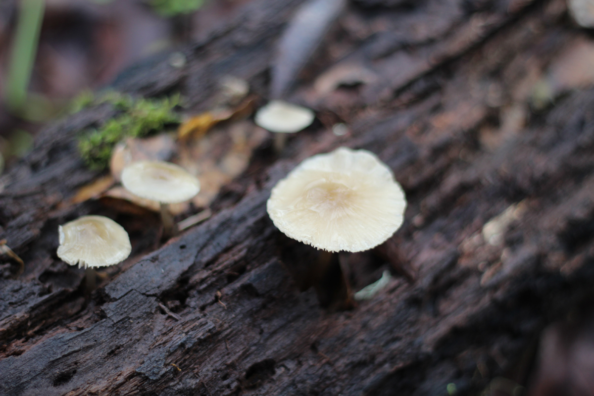Mushrooms at Mt Pisgah near Eugene