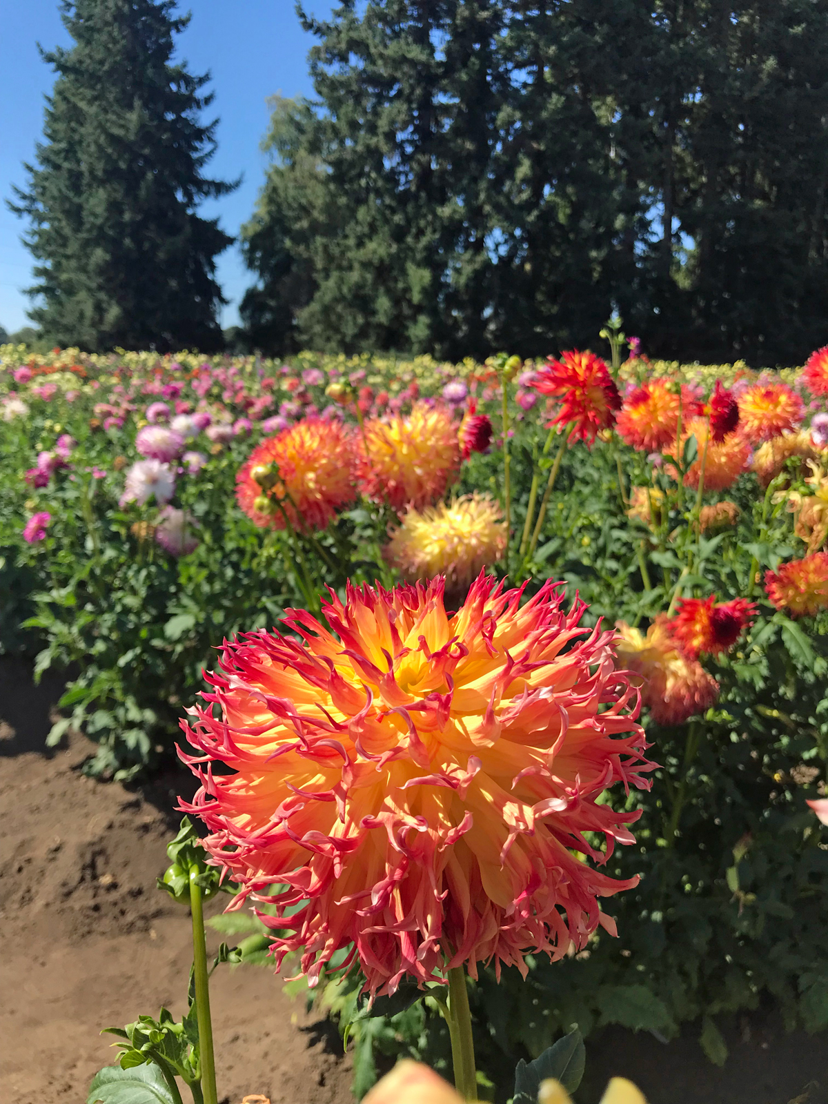 Flower farms in Oregon. Pink & yellow dahlias with trees and sky in the background. Swan Island Dahlia farm in Oregon.